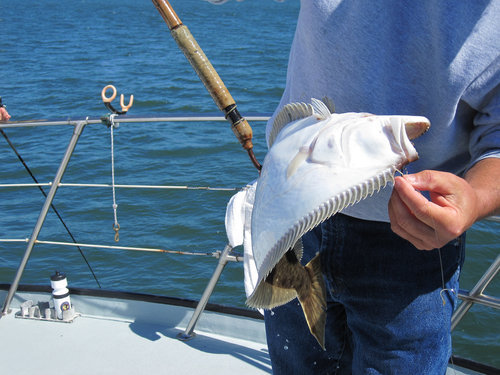 Halibut Fishing Washington State