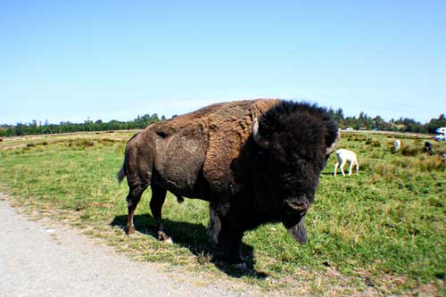 An American Bison at the Sequim Game Farm