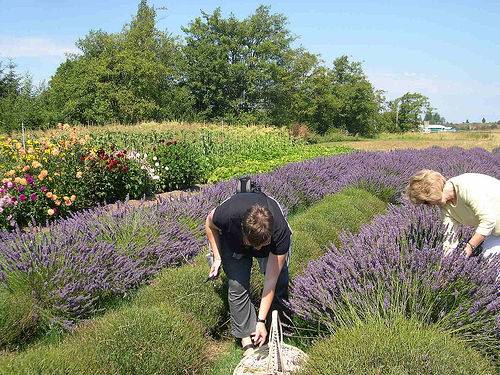 Lavender at Sequim in Washington State Lavender at Sequim in Washington State
