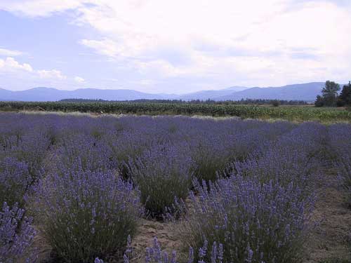 Lavender fields at Sequim, WA