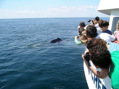 Whale Watching in Washington State | Washington-Coast-Adventures.com