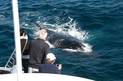 Whale Watching in Washington State | Washington-Coast-Adventures.com