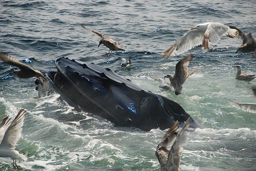 Whale Watching in Washington State | Washington-Coast-Adventures.com