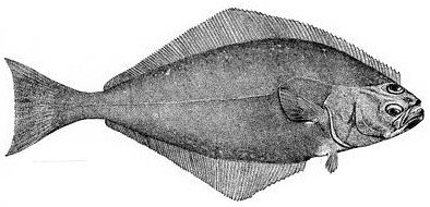 Sketch of Halibut