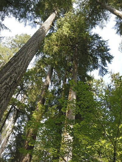 Some of the large trees found in the Hoh Rain Forest