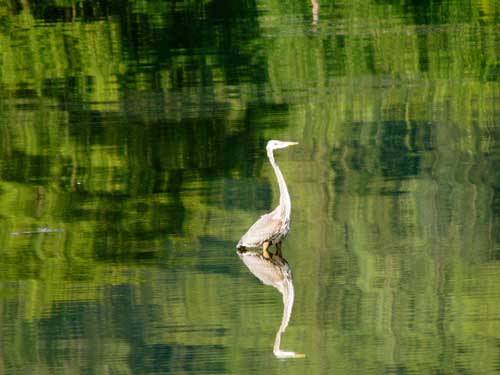 Bird watching in Sequim Bay State Park