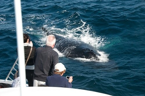Whale Watching in Washington State: a must-do on your visit to the coast
